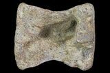 Unidentified Dinosaur Caudal Vertebrae - Hell Creek Formation #66479-1